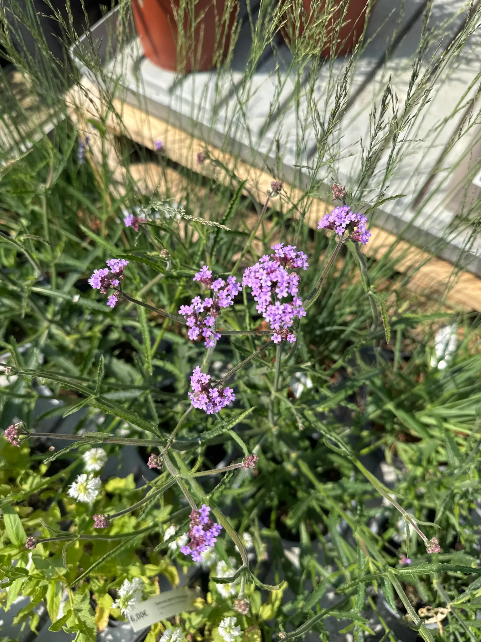 Verbena bonariensis